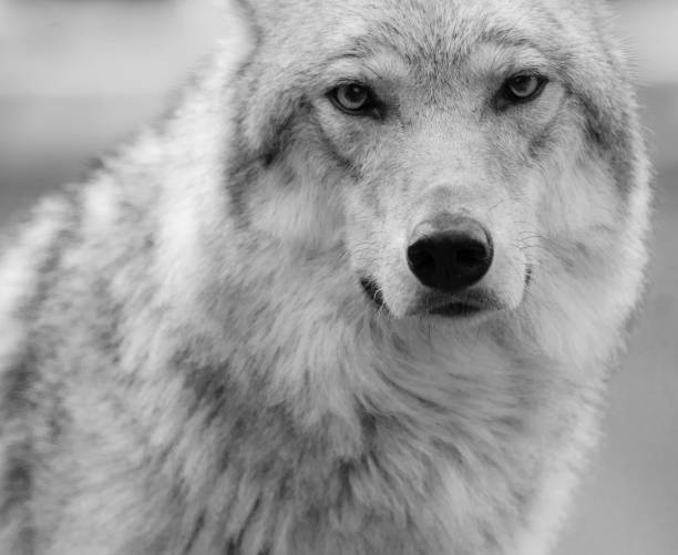 istock Wolf portrait in black and white 1095083936