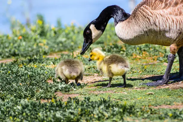 Canada Goose (Branta canadensis) new born chicks eating grass under the supervision of their mother on the shoreline of a lake, San Francisco bay area, California