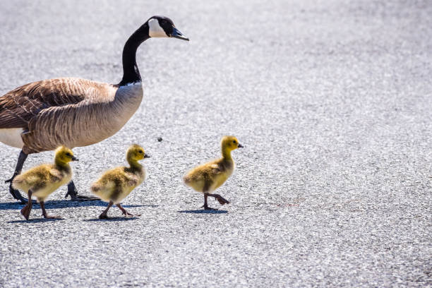 rodzina canada goose (branta canadensis) (dorosła gęś i trzy nowo narodzone pisklęta) przechodząca przez ulicę - hatchling yellow small nature zdjęcia i obrazy z banku zdjęć