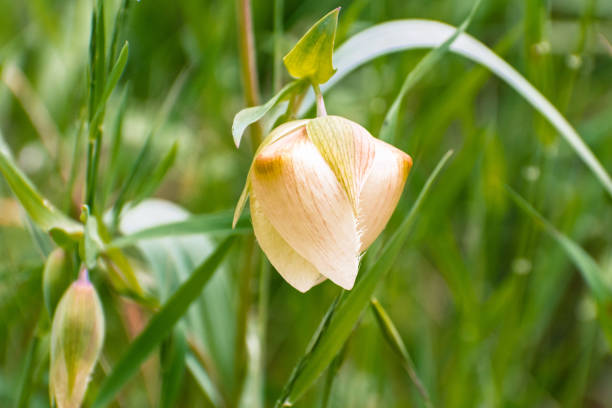 primo passo della lanterna delle fate (calochortus albus) fiore selvatico - globe lily foto e immagini stock