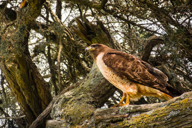 istock Red-tailed Hawk (Buteo jamaicensis) standing on the branch of a cypress tree 1095086580