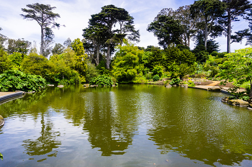 Landscape in Golden Gate Park; trees and shrubs reflected in one of the parks' ponds; San Francisco, California