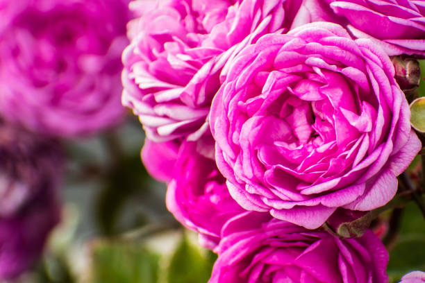 Close up of pink rose; blurred background