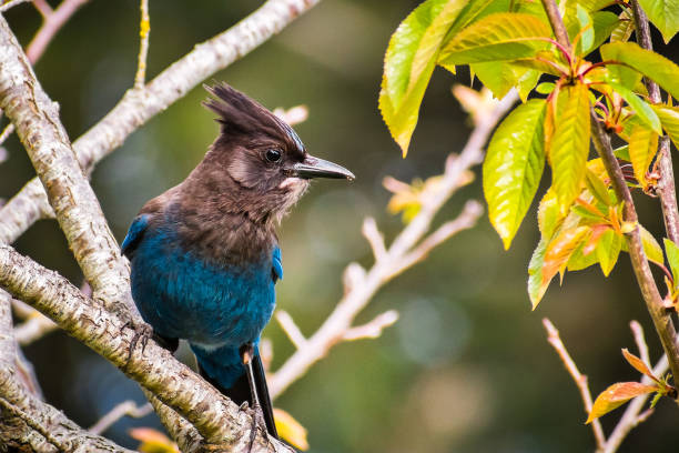 Steller's Jay (Cyanocitta stelleri) perched on a branch Steller's Jay (Cyanocitta stelleri) perched on a branch, California jay stock pictures, royalty-free photos & images