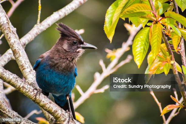 Stellers Jay Perched On A Branch Stock Photo - Download Image Now