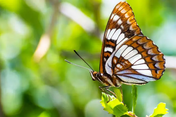 Lorquin's admiral (Limenitis lorquini) butterfly sitting with its wings closed on a green leaf, south San Francisco bay area, California; blurred background