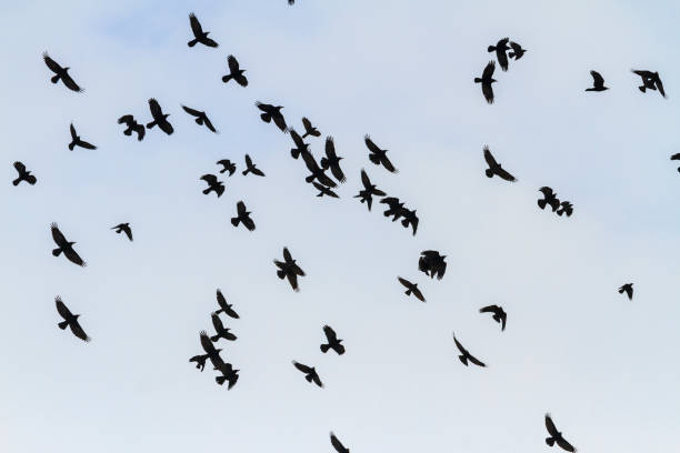 istock beautiful flock rooks flying through the sky 1095087148