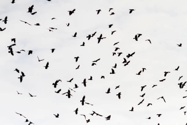 istock flock of black birds flying through the sky 1095087150