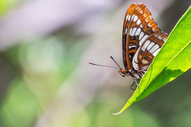istock Lorquin's admiral (Limenitis lorquini) butterfly sitting with its wings closed on a green leaf 1095087154