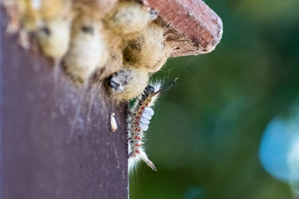 caterpillars on the floor of the house