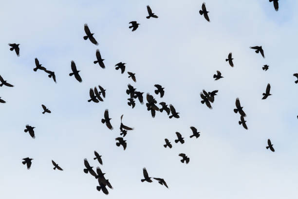 istock mystical birds fly through the sky 1095087162
