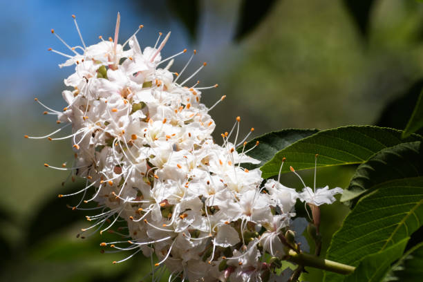 カリフォルニアのトチノキの花 (トチノキと) のクローズ アップ - chestnut close up close to macro ストックフォトと画像