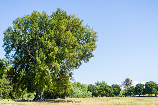 Large California bay laurel tree, Rancho San Antonio County Park, south San Francisco bay, Cupertino, California
