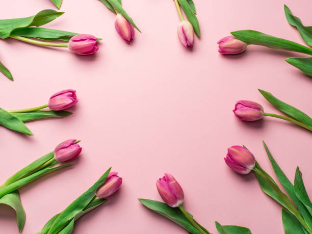 istock Delicate pink tulips on lightpink background. 1095087462
