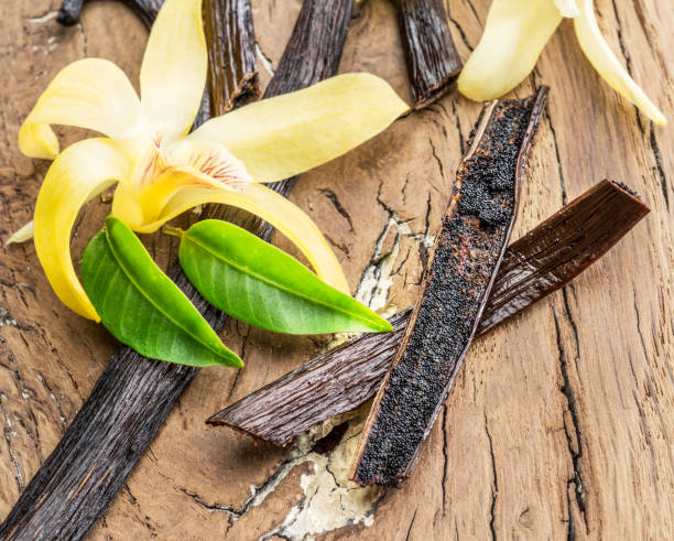istock Dried vanilla fruits and vanilla orchid. 1095089532