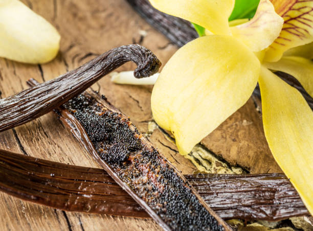 istock Dried vanilla fruits and vanilla orchid. 1095089610