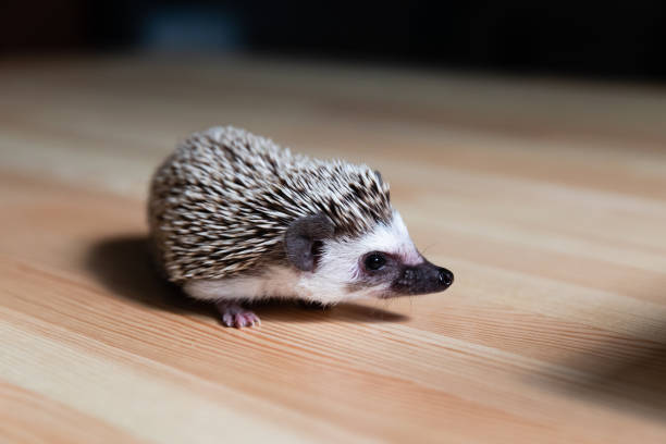 istock Domestic young hedgehog portrait in home interior 1095092360