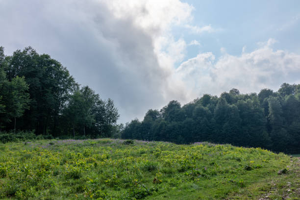 istock Green meadow, surrounded by forest and sky with clouds 1095092394