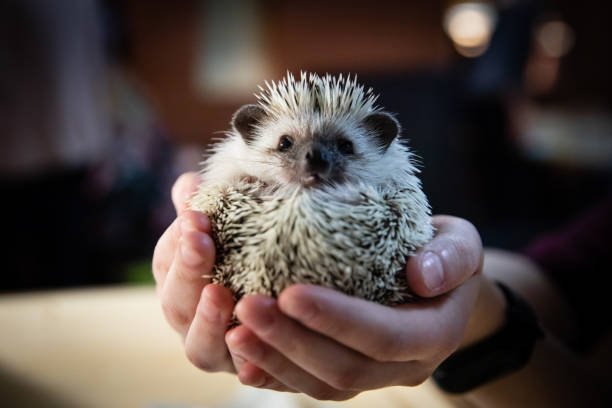 istock Domestic young hedgehog portrait in home interior 1095092608
