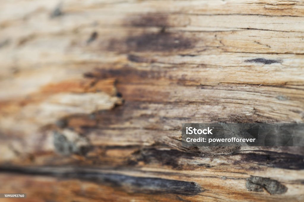Petrified Wood Texture Background Stock Photo - Download Image Now