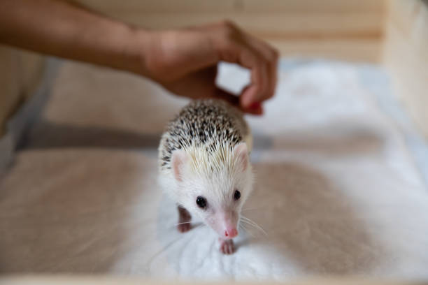 istock Domestic young hedgehog portrait in home interior 1095092764