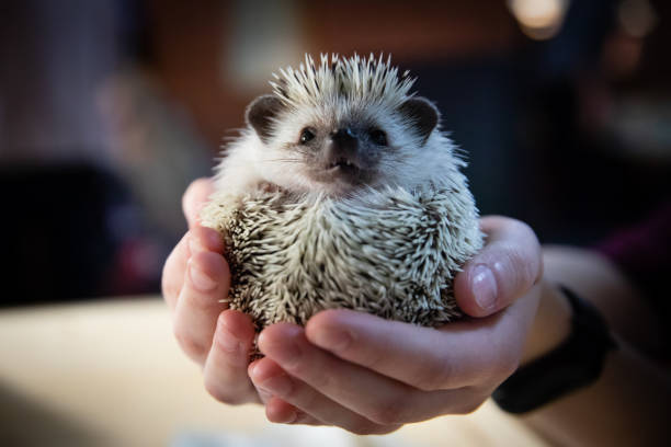 istock Domestic young hedgehog portrait in home interior 1095092954