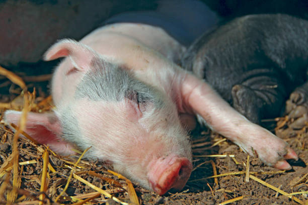 istock Pink piglet sleeping and basking in farm 1095095036