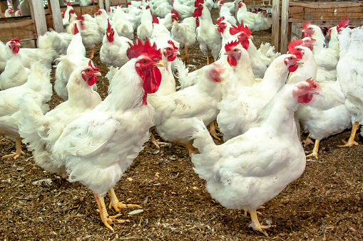 Chicken Farm, Poultry with selective focus in Santa Catarina State, Brazil