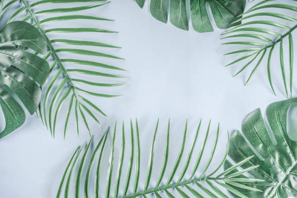 istock Tropical palm and monstera leaves background 1095097648