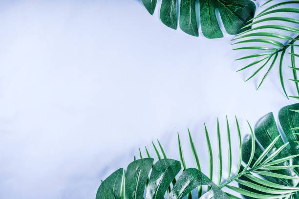istock Tropical palm and monstera leaves background 1095097650