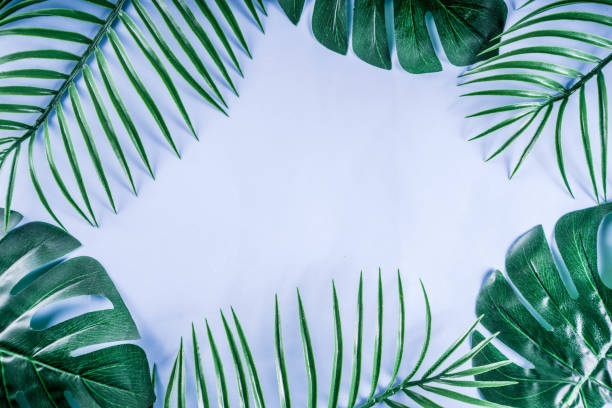 istock Tropical palm and monstera leaves background 1095097662