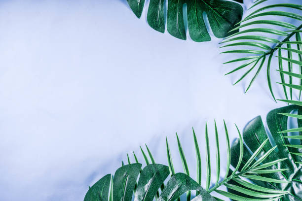 istock Tropical palm and monstera leaves background 1095097672