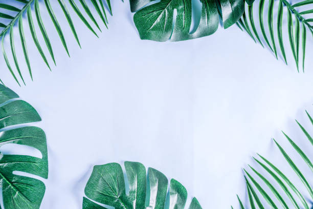 istock Tropical palm and monstera leaves background 1095097764