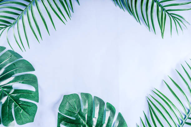 istock Tropical palm and monstera leaves background 1095097768