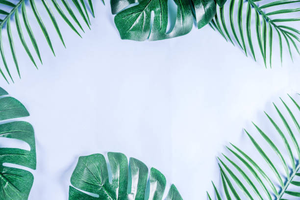 istock Tropical palm and monstera leaves background 1095097776
