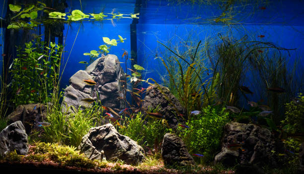 istock Colorful aquarium in home interior 1095100524