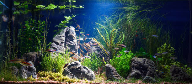 istock Colorful aquarium in home interior 1095100538
