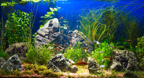 Colorful aquarium in home interior Large planted tropical fresh water aquarium with small fishes in interior hardscape photos stock pictures, royalty-free photos & images