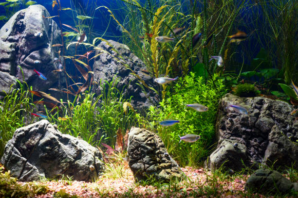 istock Colorful aquarium in home interior 1095100700