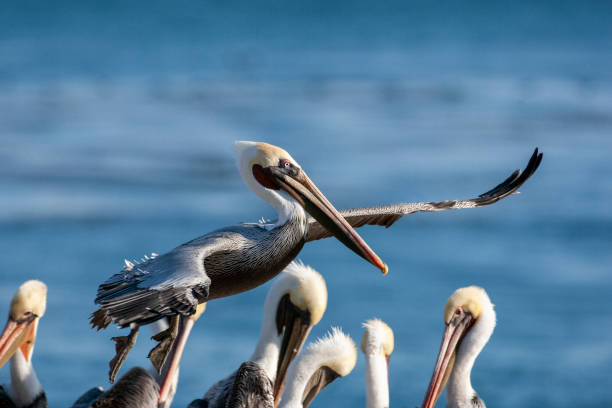 istock Brown Pelican Flying Over Pacific Coast 1095102318