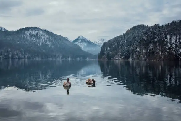 Swans on the lake named Alpsee near Schwangau in Bavaria with views of the Alps in the winter