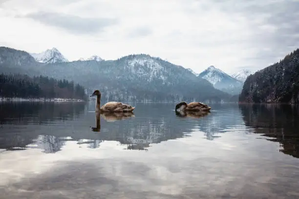 Two young swans on the Alpsee near Schwangau in Bavaria with views of the Alps in winter, romantic scene