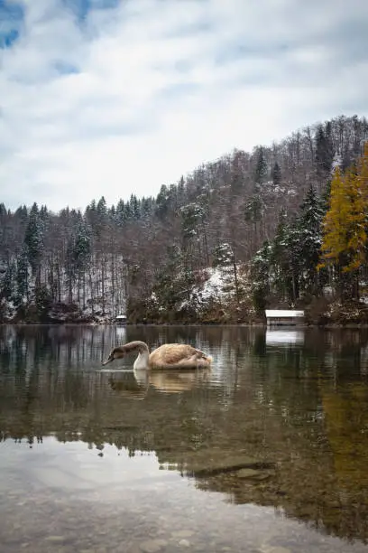 Beautiful scene of  young swan (lat. Cygnus olor) on the Alpsee lake in Bavaria with views of the Alps in the winter