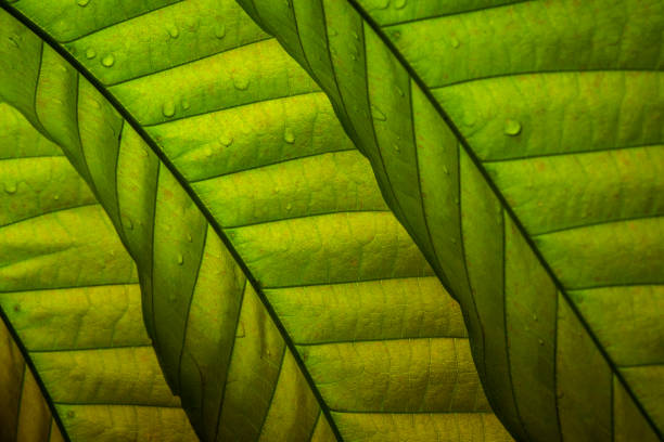 The leaf unique texture and color picture