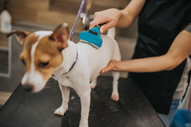 Grooming a little dog in a hair salon for dogs stock photo
