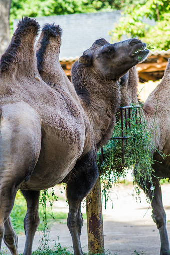 Shaggy two-humped adult camels at the zoo in the summer day eat green grass
