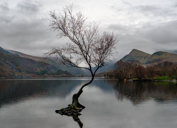 istock Lone tree on Llyn Padarn, Wales, UK 1095114508