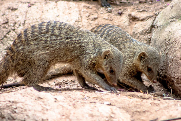 istock Banded Mongoose or Zebramanguste ou Mungos Mungo 1095114736