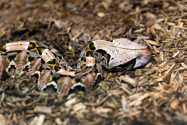 istock Close up of a Gaboon Viper 1095115468