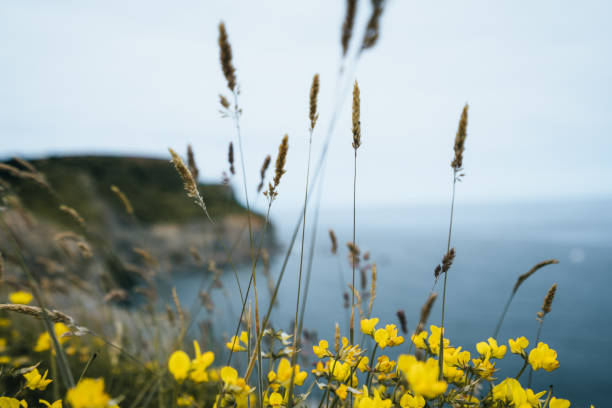 istock English Coastline 1095117990
